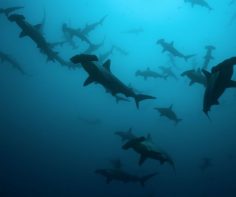 Top 5 dive sites in Galapagos for adventure seekers