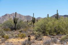 7 Reasons You Should Definitely Visit Scottsdale, Arizona