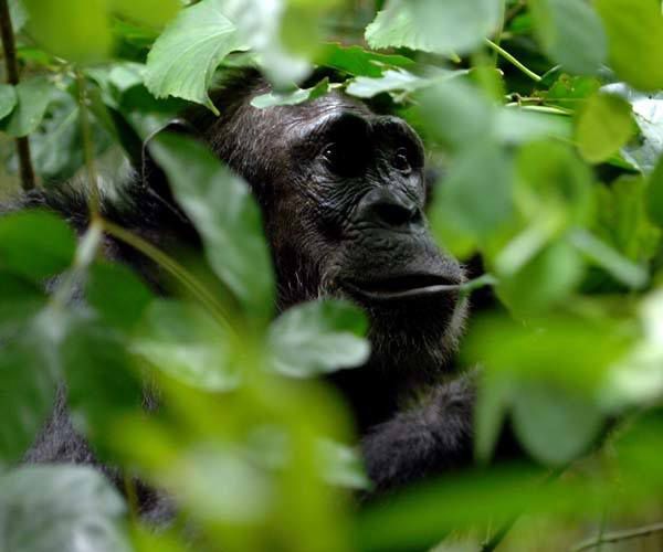 The best places to see primates in Africa