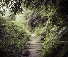 Top 5 rainforest holidays – A Luxury Travel Blog : A Luxury Travel Blog
