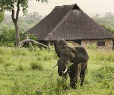 Tanzania’s safari secrets – A Luxury Travel Blog : A Luxury Travel Blog