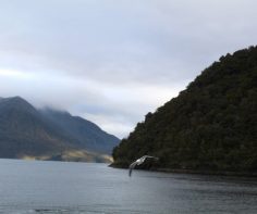Why you should book a small overnight cruise in Doubtful Sound