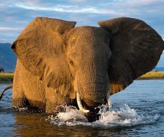 5 best parks in Africa to enjoy boating safaris