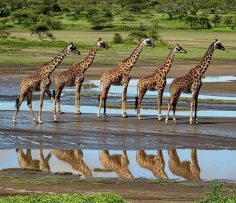 Photograph of the week: Social distancing in the giraffe world