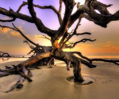 Photograph of the week: Driftwood Beach, Jekyll Island, Georgia, USA