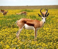 10 reasons to go on a safari to Namibia during the ‘Green Season’