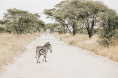 35 Top African Wildlife to Spot