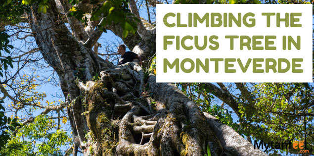 Climbing the Monteverde Ficus Tree (El Arbol Hueco/Ficus Tree)