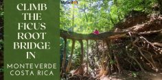 How to Visit the Monteverde Ficus Root Bridge