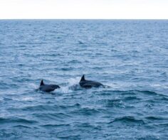 Bucket-list dolphin spotting across the Great British Isles