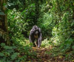 Gorilla trekking: Uganda versus Rwanda