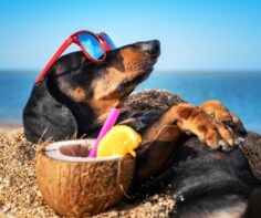 Best beaches for your dog in Tuscany