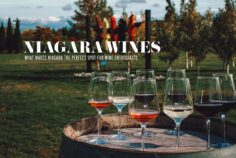 What Makes Niagara the Perfect Spot for Wine Enthusiasts
