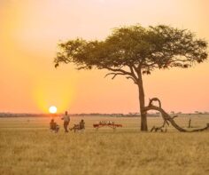 Exploring the National Parks of East Africa