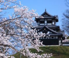 7 of the best places to see cherry blossoms in Tohoku