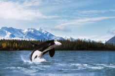 8 Bucket List Experiences in Alaska (+ How You Can Win a Cruise!)