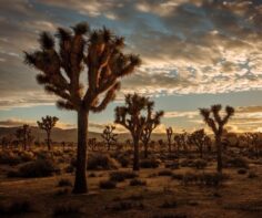 7 must-visit National Parks in the Southwest USA