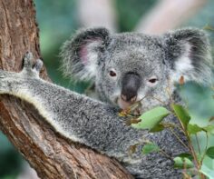 11 reasons to visit Australia