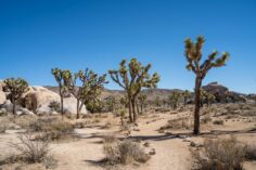How to See the Highlights of Joshua Tree National Park in One Day