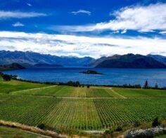 5 of New Zealand’s best food and wine regions