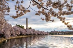 How to Have the Best Cherry Blossom Trip to Washington, DC