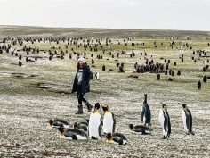 Falkland Island’s Volunteer Point: King Penguins Tour