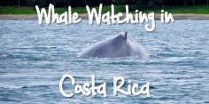 Costa Rica Whale Watching Tours: Best Places and Time of Year