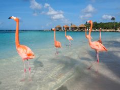 11 Epic Things To Do in Aruba on Any Trip