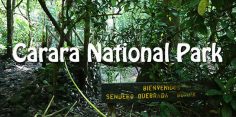 Carara National Park: A Birdwatcher’s Paradise