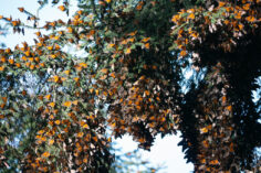 How To See The Monarch Butterfly Colonies In Mexico